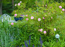 Lillian Gibson rose photo