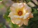 Glenfiddich rose photo