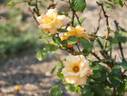 Glenfiddich rose photo