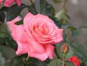 Maria McGredy rose photo