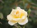 Apollo ® rose photo