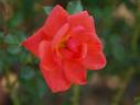 Coral Reef rose photo