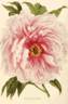 Triomphe de Harlem peony photo