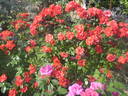 La Sevillana rose photo