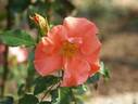 Court Jester rose photo