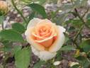 Cream Delight rose photo