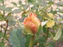 Cream Delight rose photo
