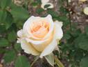 Cream Delight rose photo