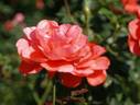 Grand Canyon rose photo