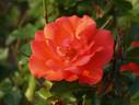 Clarion Call rose photo