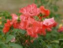 Alexandra Leek rose photo