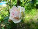 Proteus Anguinus Rose rose photo