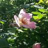 Frühlingsmorgen rose photo