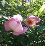 Frühlingsmorgen rose photo