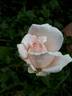 Benedictus XV rose photo