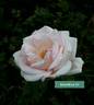 Benedictus XV rose photo