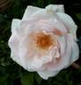 Benedictus XV rose photo