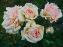 Proteus Anguinus Rose rose photo
