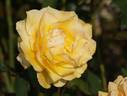 Brother Sun rose photo