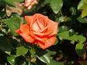 Felicity Kendal rose photo