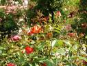 Felicity Kendal rose photo