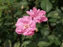Bengale Animating rose photo