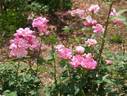 Bengale Animating rose photo