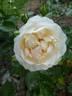 Marita rose photo