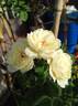 Guardian Angel rose photo