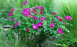 Xaros rose photo