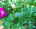 Xaros rose photo