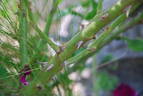 Xaros rose photo