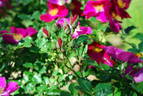 Xaros rose photo