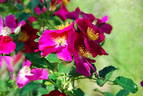 Xaros rose photo