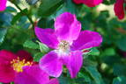 Xaros rose photo