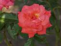 Ballindalloch Castle rose photo