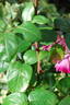 Atlas ® rose photo