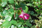 Atlas ® rose photo