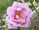 Harry Edland rose photo