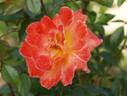 Honey Child rose photo