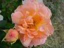 Be a Gentleman rose photo