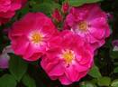Ayrshire Princess rose photo