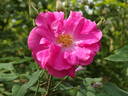 Ayrshire Princess rose photo