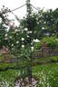 White Cockade rose photo