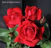 Spirit of Gallipoli rose photo