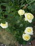 Prairie Harvest rose photo