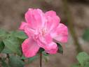 Deutsche Welle ® rose photo