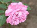 Deutsche Welle ® rose photo