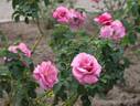 Tutu Mauve rose photo