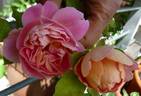 Roseneck rose photo